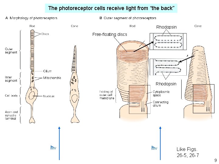 The photoreceptor cells receive light from “the back” Rhodopsin Free-floating discs Rhodopsin hn hn The photoreceptor cells receive light from “the back” Rhodopsin Free-floating discs Rhodopsin hn hn