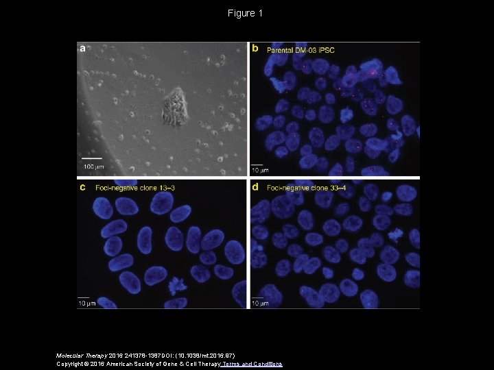 Figure 1 Molecular Therapy 2016 241378 -1387 DOI: (10. 1038/mt. 2016. 97) Copyright ©