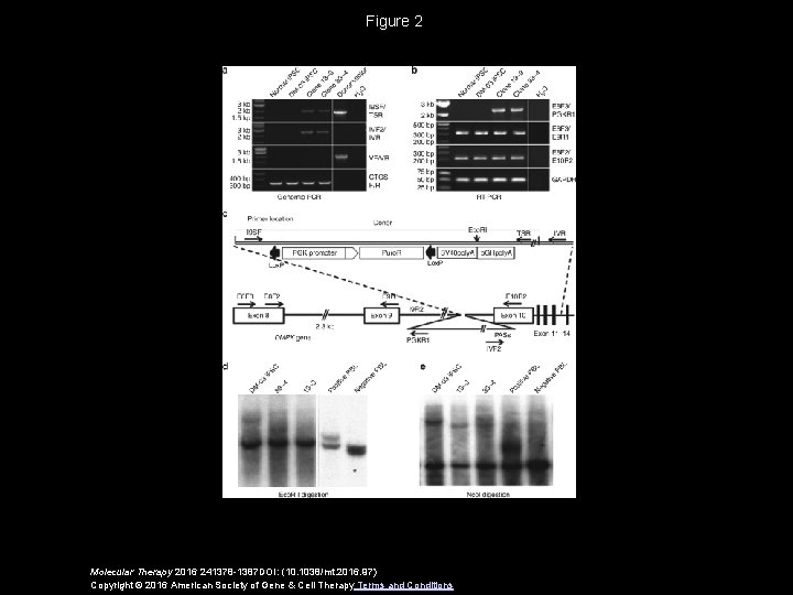 Figure 2 Molecular Therapy 2016 241378 -1387 DOI: (10. 1038/mt. 2016. 97) Copyright ©