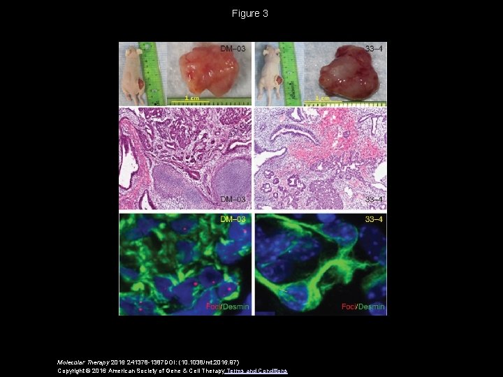 Figure 3 Molecular Therapy 2016 241378 -1387 DOI: (10. 1038/mt. 2016. 97) Copyright ©