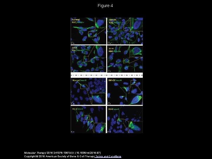 Figure 4 Molecular Therapy 2016 241378 -1387 DOI: (10. 1038/mt. 2016. 97) Copyright ©