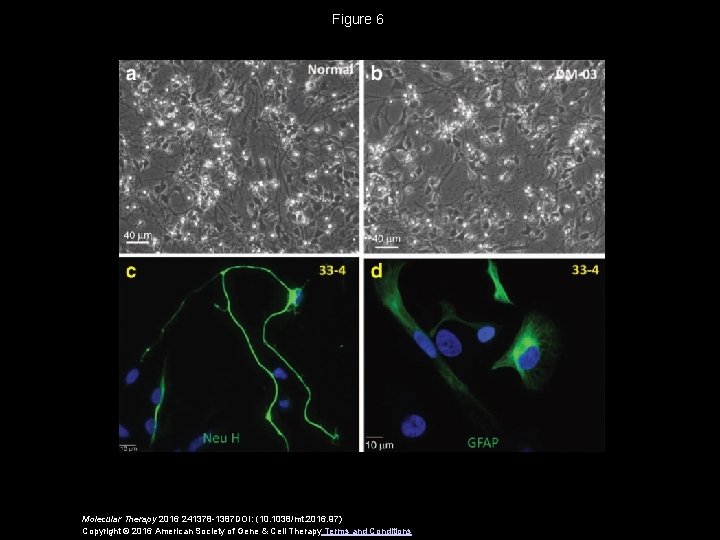 Figure 6 Molecular Therapy 2016 241378 -1387 DOI: (10. 1038/mt. 2016. 97) Copyright ©