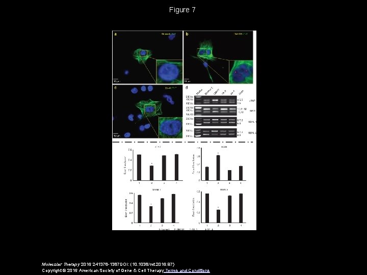 Figure 7 Molecular Therapy 2016 241378 -1387 DOI: (10. 1038/mt. 2016. 97) Copyright ©