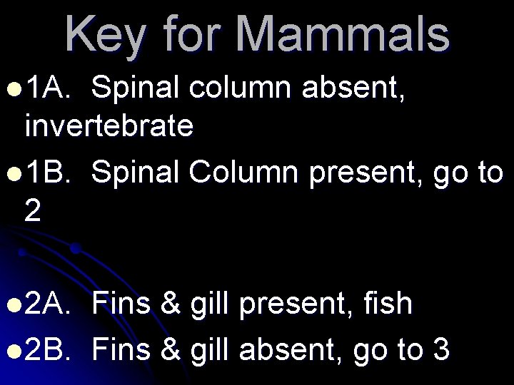Key for Mammals l 1 A. Spinal column absent, invertebrate l 1 B. Spinal