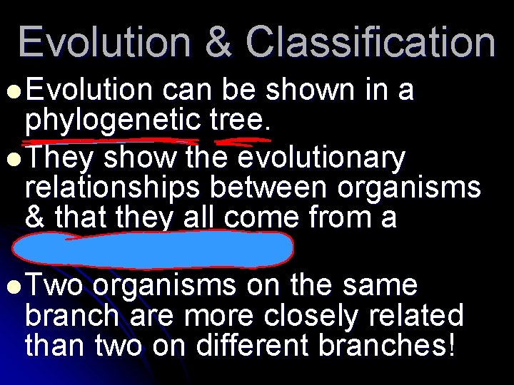 Evolution & Classification l Evolution can be shown in a phylogenetic tree. l They