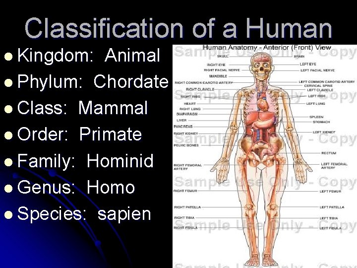 Classification of a Human l Kingdom: Animal l Phylum: Chordate l Class: Mammal l
