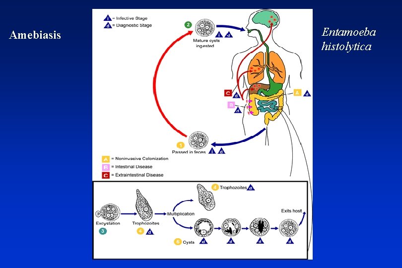 Amebiasis Entamoeba histolytica 