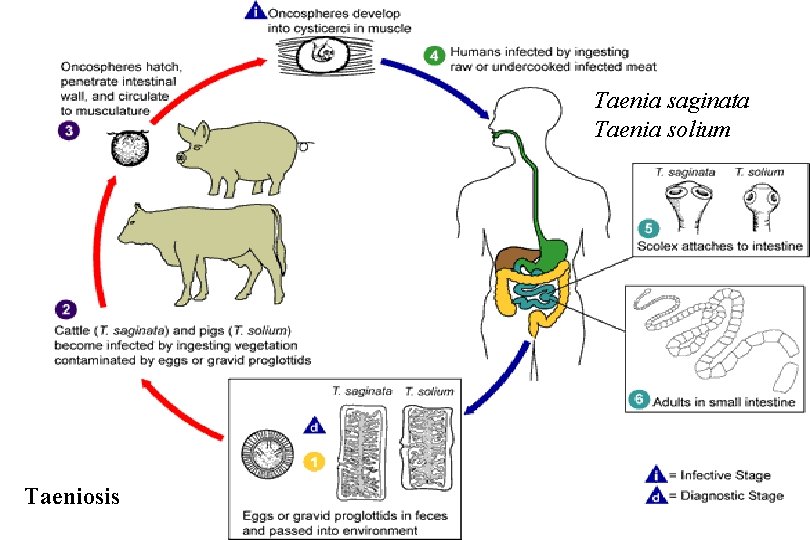 Taenia saginata Taenia solium Taeniosis 