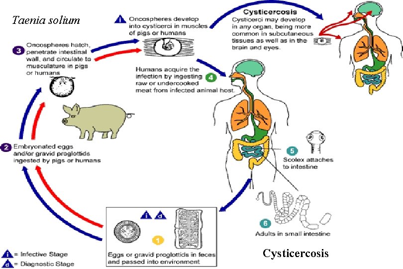 Taenia solium Cysticercosis 