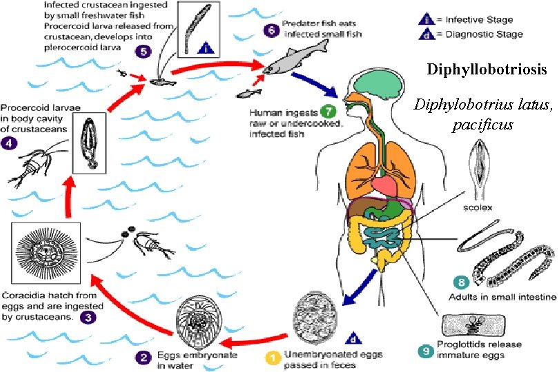 Diphyllobotriosis Diphylobotrius latus, pacificus 