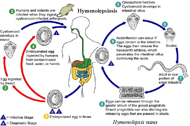 Hymenolepsiosis Hymenolepsis nana 