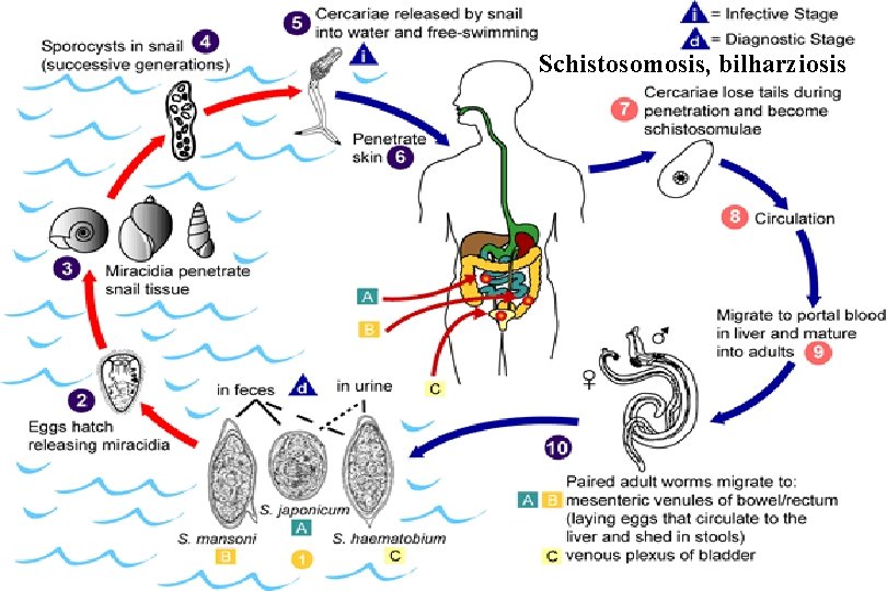 Schistosomosis, bilharziosis 