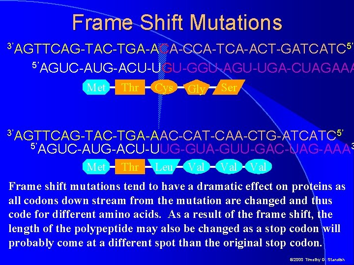 Frame Shift Mutations 3’AGTTCAG-TAC-TGA-ACA-CCA-TCA-ACT-GATCATC 5’ 5’AGUC-AUG-ACU-UGU-GGU-AGU-UGA-CUAGAAA Met Thr Cys Gly Ser 3’AGTTCAG-TAC-TGA-AAC-CAT-CAA-CTG-ATCATC 5’ 5’AGUC-AUG-ACU-UUG-GUA-GUU-GAC-UAG-AAA