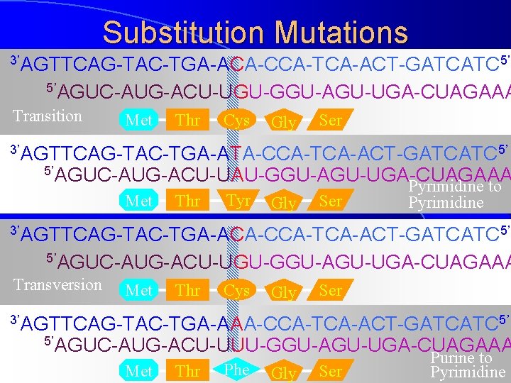 Substitution Mutations 3’AGTTCAG-TAC-TGA-ACA-CCA-TCA-ACT-GATCATC 5’ 5’AGUC-AUG-ACU-UGU-GGU-AGU-UGA-CUAGAAA Transition Met Thr Cys Gly Ser 3’AGTTCAG-TAC-TGA-ATA-CCA-TCA-ACT-GATCATC 5’ 5’AGUC-AUG-ACU-UAU-GGU-AGU-UGA-CUAGAAA