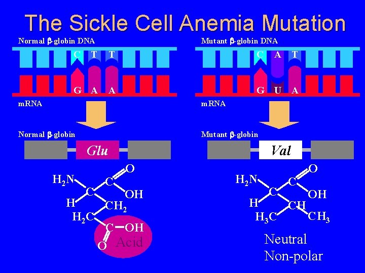 The Sickle Cell Anemia Mutation Normal b-globin DNA C Mutant b-globin DNA T T
