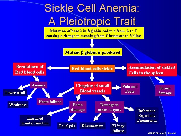 Sickle Cell Anemia: A Pleiotropic Trait Mutation of base 2 in b globin codon