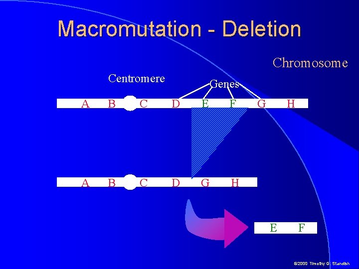 Macromutation - Deletion Chromosome Centromere Genes A B C D E F A B