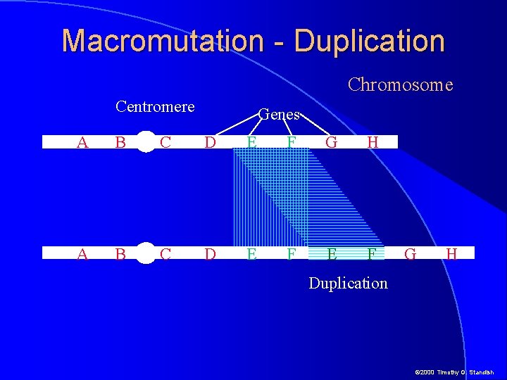 Macromutation - Duplication Chromosome Centromere Genes A B C D E F G H