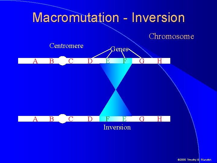 Macromutation - Inversion Chromosome Centromere Genes A B C D E F A B