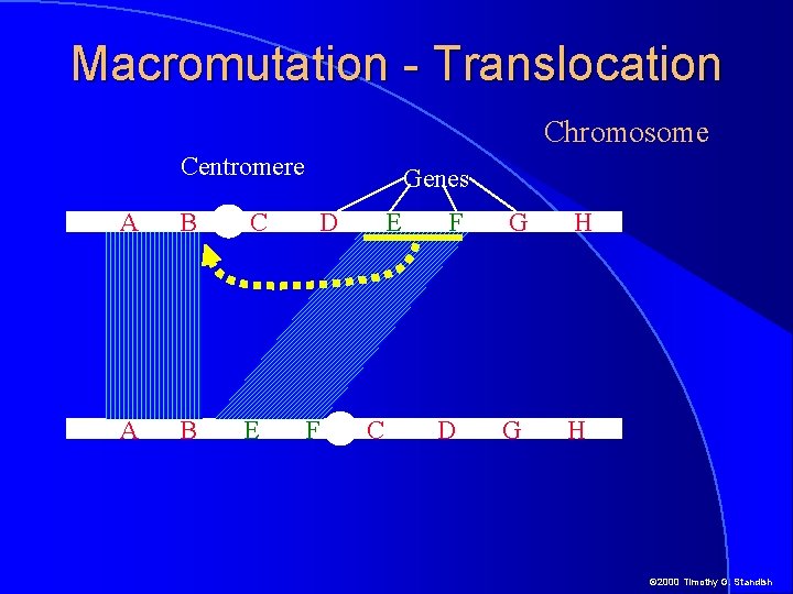 Macromutation - Translocation Chromosome Centromere A B C A B E Genes D F