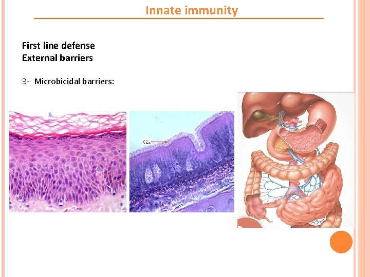 Innate immunity First line defense External barriers 3 - Microbicidal barriers: 