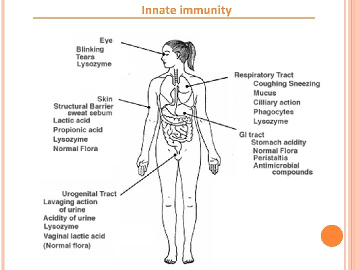 Innate immunity 