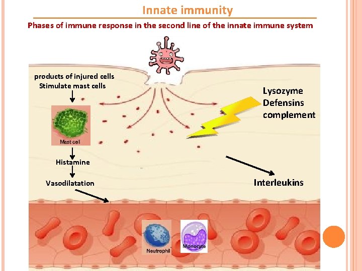 Innate immunity Phases of immune response in the second line of the innate immune