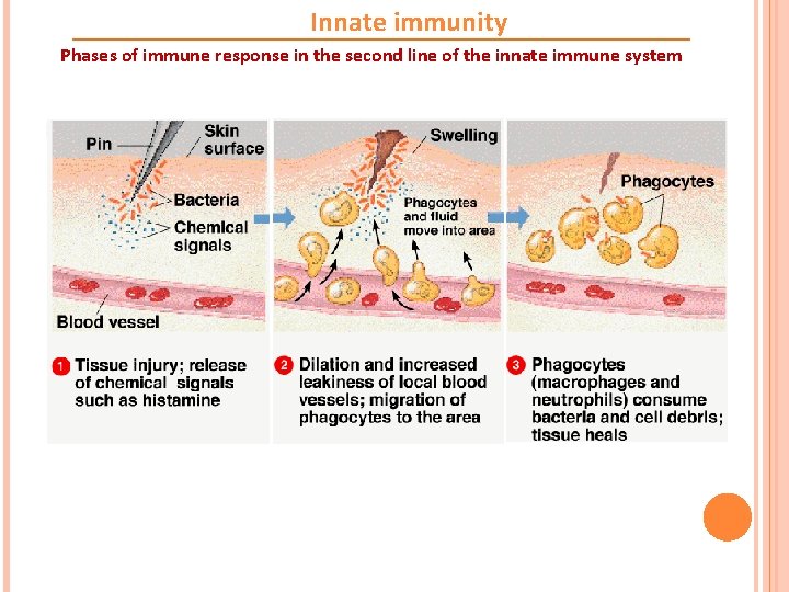 Innate immunity Phases of immune response in the second line of the innate immune