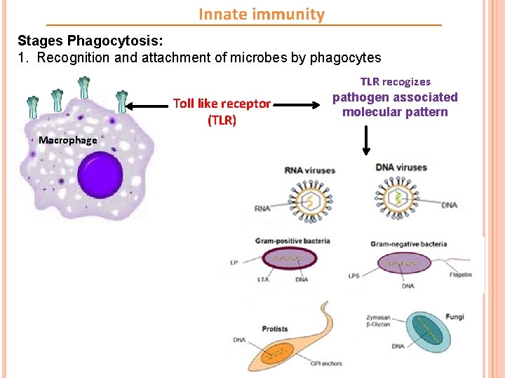Innate immunity Stages Phagocytosis: 1. Recognition and attachment of microbes by phagocytes Toll like