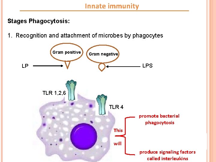 Innate immunity Stages Phagocytosis: 1. Recognition and attachment of microbes by phagocytes Gram positive