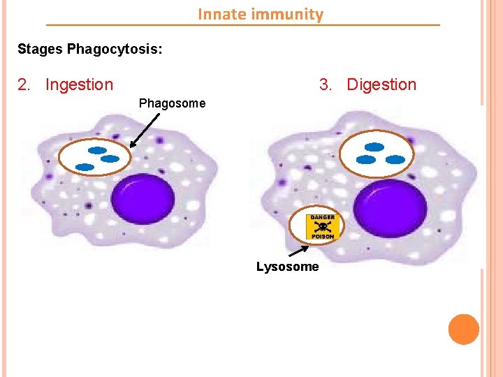 Innate immunity Stages Phagocytosis: 3. Digestion 2. Ingestion Phagosome Lysosome 