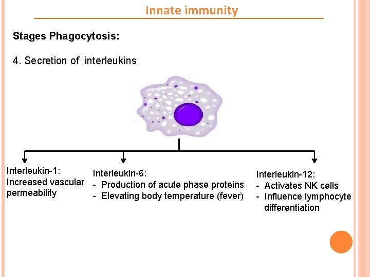 Innate immunity Stages Phagocytosis: 4. Secretion of interleukins Interleukin-1: Interleukin-6: Increased vascular - Production