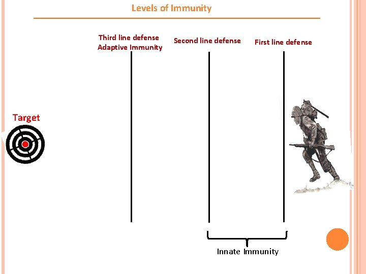 Levels of Immunity Third line defense Adaptive Immunity Second line defense First line defense
