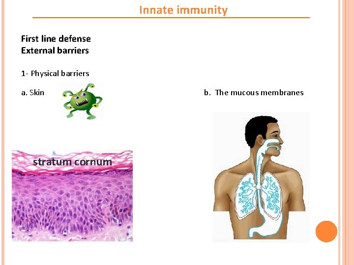 Innate immunity First line defense External barriers 1 - Physical barriers a. Skin stratum