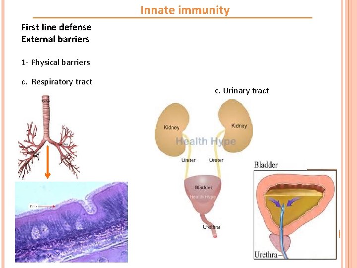 Innate immunity First line defense External barriers 1 - Physical barriers c. Respiratory tract