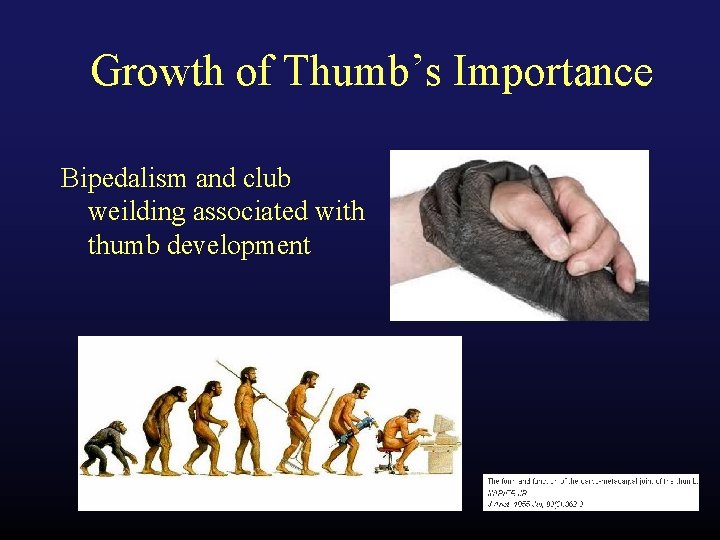 Growth of Thumb’s Importance Bipedalism and club weilding associated with thumb development 