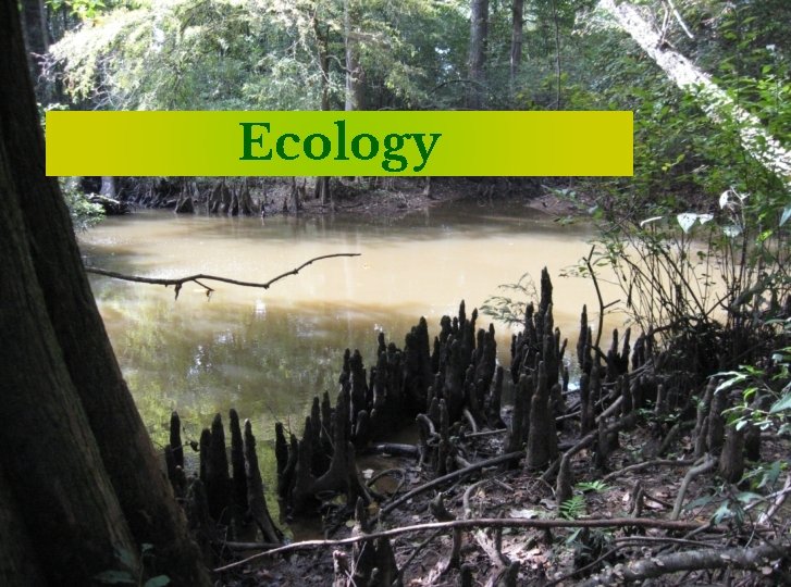 Ecology 