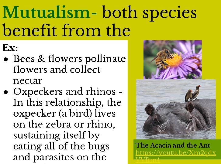 Mutualism- both species benefit from the Ex: relationship ● Bees & flowers pollinate flowers