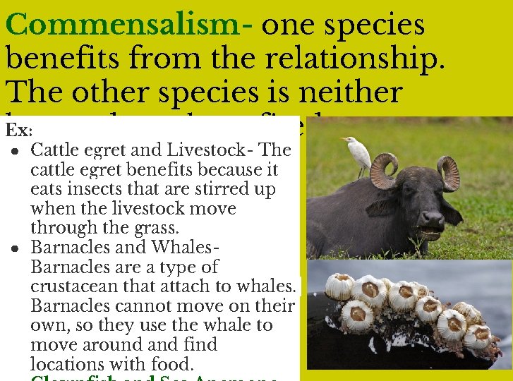 Commensalism- one species benefits from the relationship. The other species is neither harmed nor