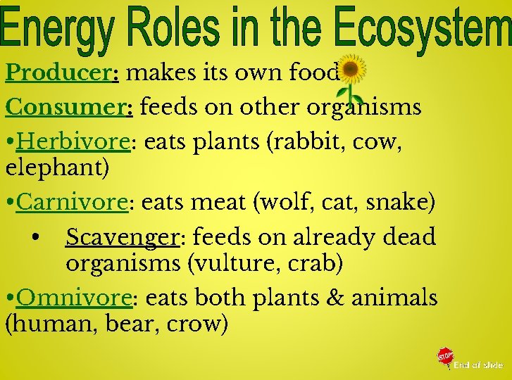 Producer: makes its own food Consumer: feeds on other organisms • Herbivore: eats plants
