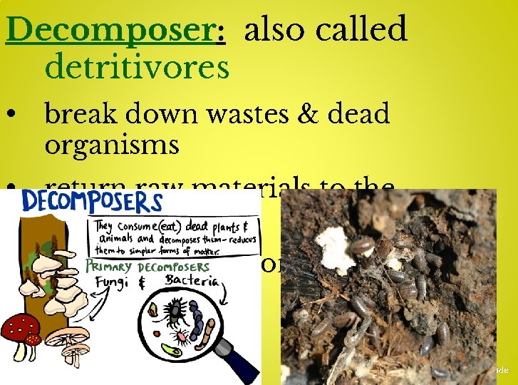 Decomposer: also called detritivores • break down wastes & dead organisms • return raw