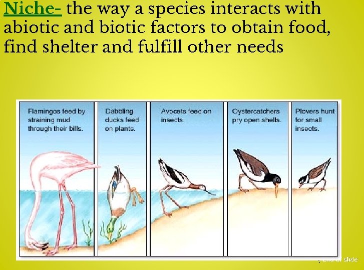 Niche- the way a species interacts with abiotic and biotic factors to obtain food,