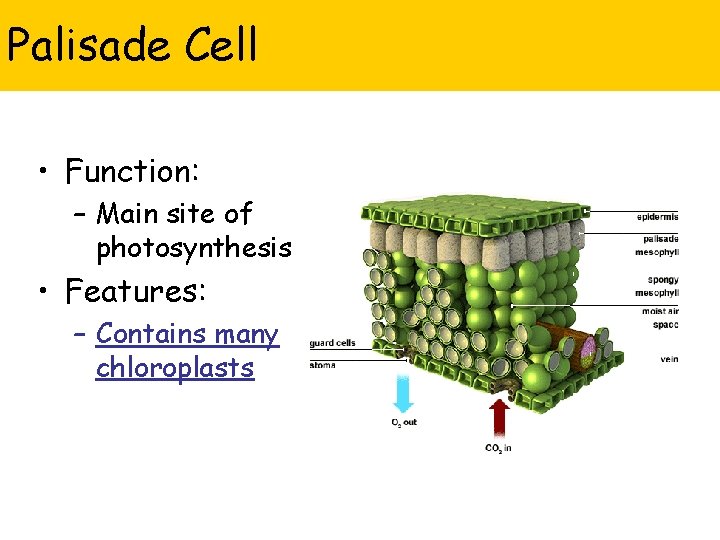 Palisade Cell • Function: – Main site of photosynthesis • Features: – Contains many