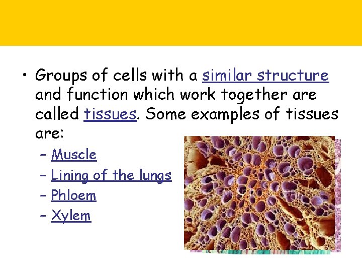  • Groups of cells with a similar structure and function which work together