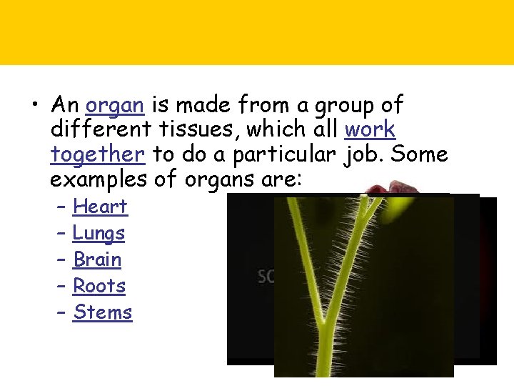  • An organ is made from a group of different tissues, which all