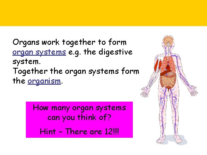 Organs work together to form organ systems e. g. the digestive system. Together the