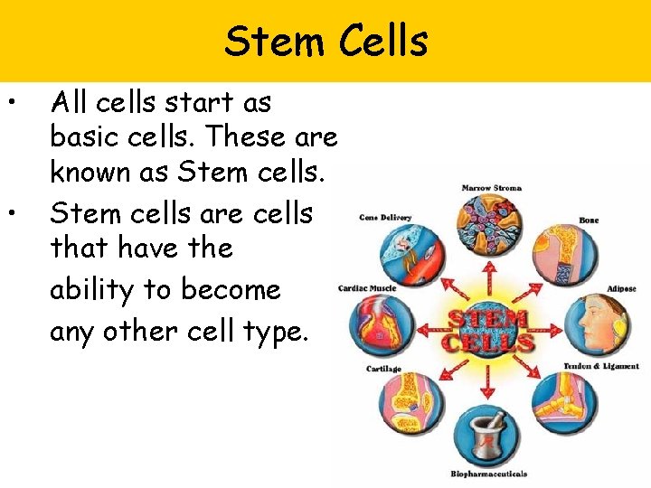 Stem Cells • • All cells start as basic cells. These are known as