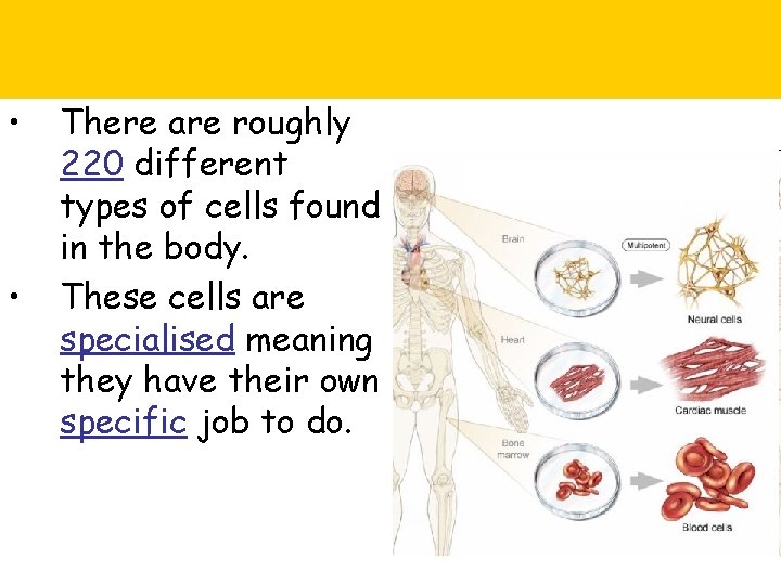  • • There are roughly 220 different types of cells found in the