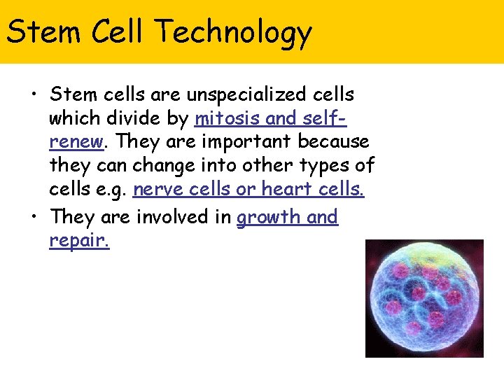 Stem Cell Technology • Stem cells are unspecialized cells which divide by mitosis and