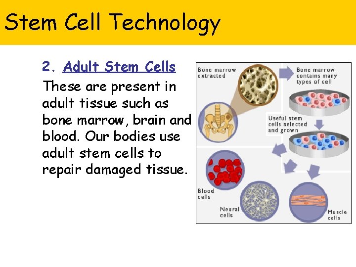 Stem Cell Technology 2. Adult Stem Cells These are present in adult tissue such